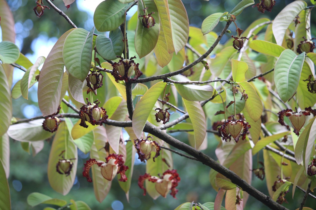 Monodora myristica (Gaertn.) Dunal